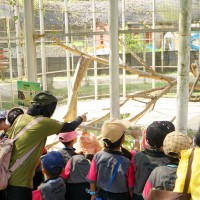 Kegiatan Field Trip Joyful K1 & Fortunate K2 ke Asia Farm